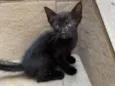 Nala