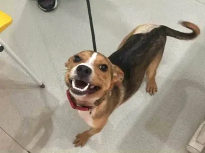 Cachorro raça SRD-ViraLata idade 7 a 11 meses nome Cânion, cacá