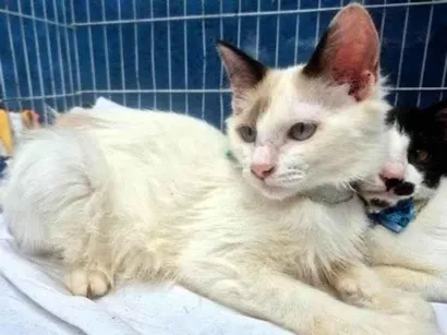 Gato raça SRD-ViraLata idade 2 a 6 meses nome ZIRALDO MIX