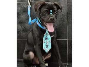 Cachorro raça SRD-ViraLata idade 1 ano nome Tomate