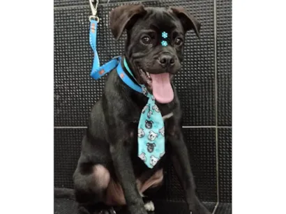 Cachorro raça SRD-ViraLata idade 1 ano nome Tomate
