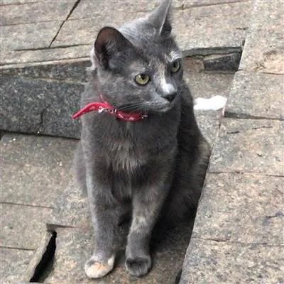 Gato raça SRD-ViraLata idade 5 anos nome Kira