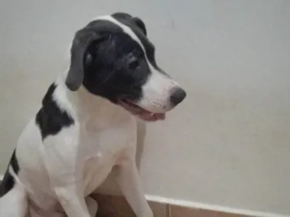 Cachorro raça SRD-ViraLata idade 7 a 11 meses nome Pepper