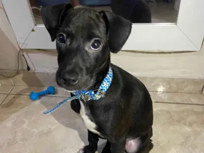Cachorro raça SRD-ViraLata idade 2 a 6 meses nome Sivirino 