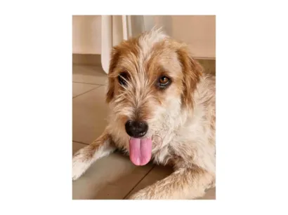 Cachorro raça SRD-ViraLata idade 2 anos nome Paçoca