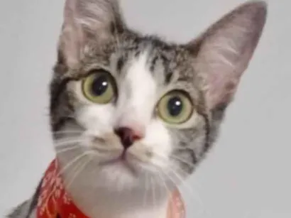 Gato raça SRD-ViraLata idade 2 a 6 meses nome Brisa