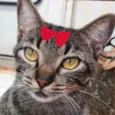 Menininha