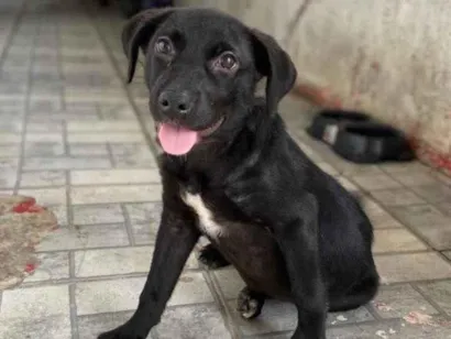 Cachorro raça SRD-ViraLata idade 7 a 11 meses nome Bonie