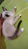 Paulo