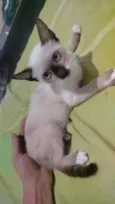 Paulo