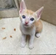 Simba