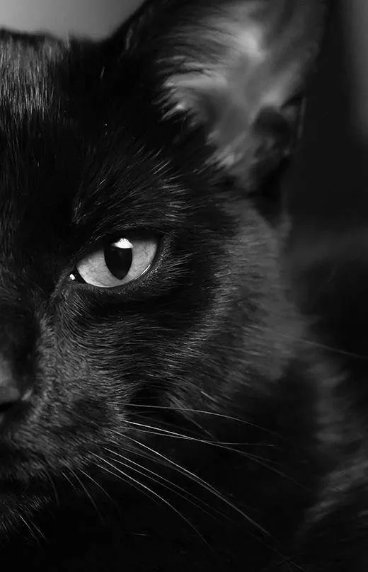 Gato ra a SRD-ViraLata idade 3 anos nome Carolina