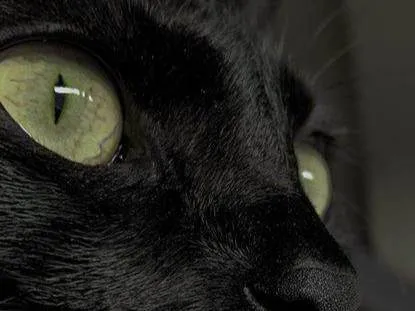 Gato ra a SRD-ViraLata idade 3 anos nome Carolina