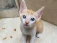 Simba