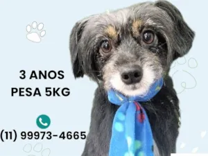 Cachorro raça SRD-ViraLata idade 3 anos nome Phillip 