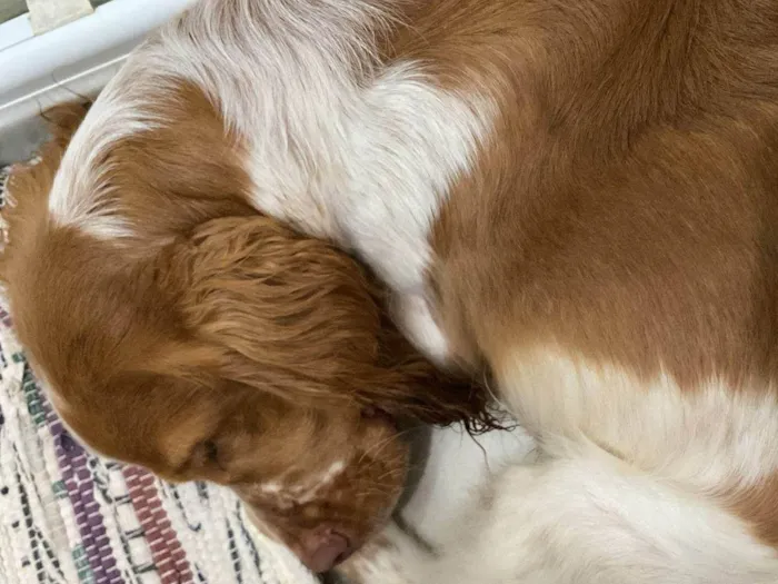 Cachorro ra a Cocker idade 7 a 11 meses nome Thor