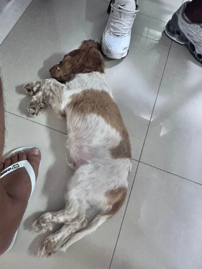 Cachorro ra a Cocker idade 7 a 11 meses nome Thor