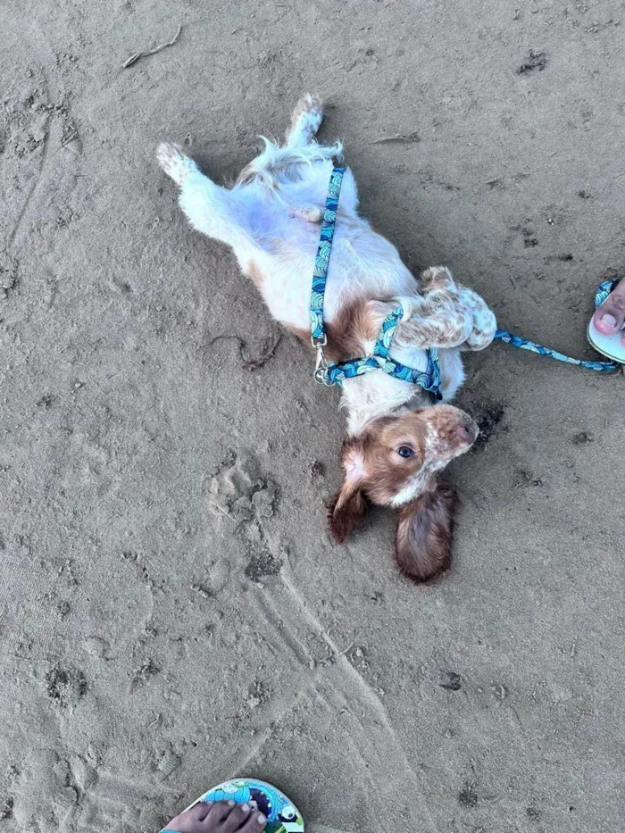 Cachorro ra a Cocker idade 7 a 11 meses nome Thor