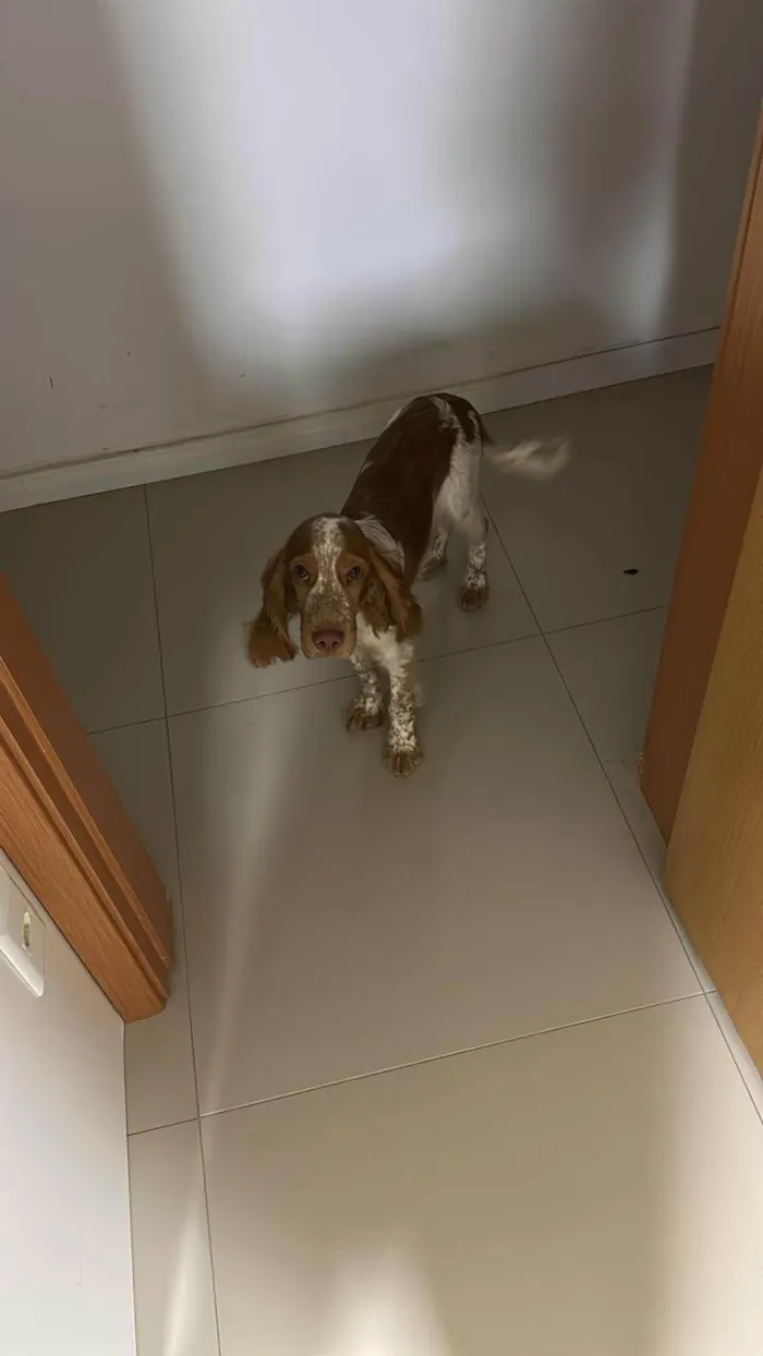 Cachorro ra a Cocker idade 7 a 11 meses nome Thor