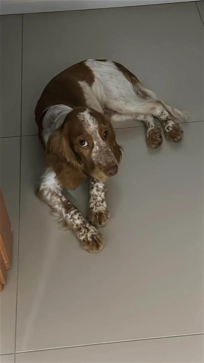 Cachorro ra a Cocker idade 7 a 11 meses nome Thor