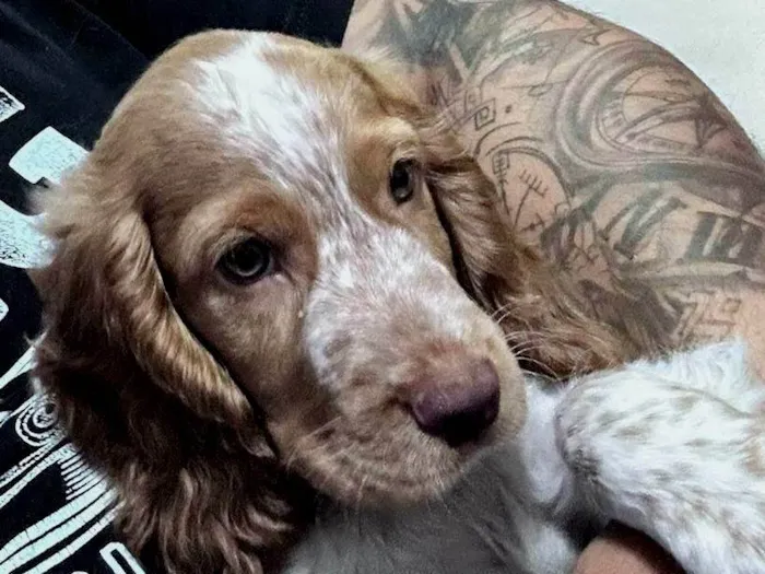 Cachorro ra a Cocker idade 7 a 11 meses nome Thor
