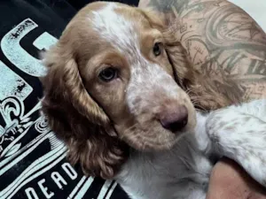 Cachorro raça Cocker idade 7 a 11 meses nome Thor