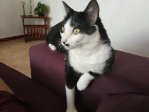 Gato raça SRD-ViraLata idade 6 ou mais anos nome Nenê 