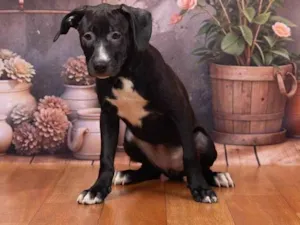 Cachorro raça SRD-ViraLata idade 2 a 6 meses nome Lexie 