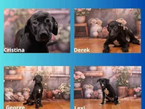 Cachorro raça SRD-ViraLata idade 2 a 6 meses nome Filhotes 