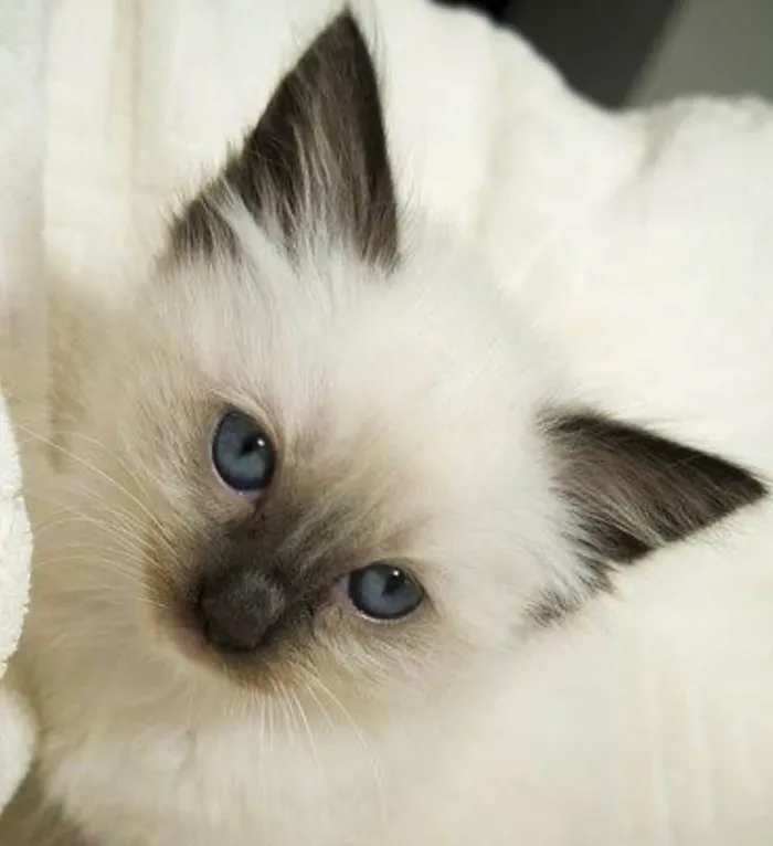 Gato ra a Siamês idade 2 a 6 meses nome Nick 