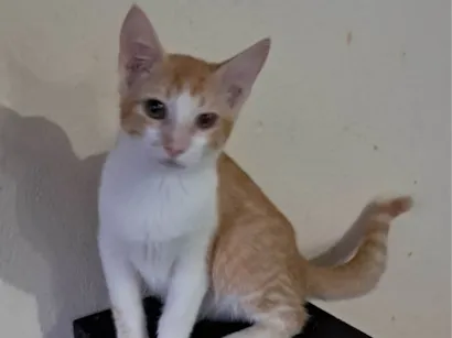 Gato raça SRD-ViraLata idade 2 a 6 meses nome Ravi
