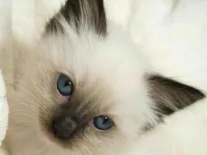 Gato raça Siamês idade 2 a 6 meses nome Nick 