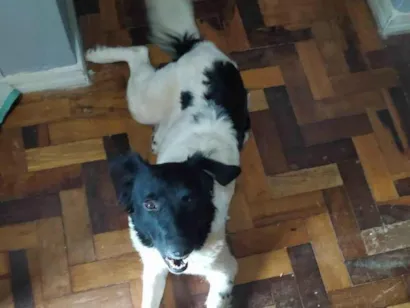Cachorro raça SRD-ViraLata idade 3 anos nome Sofia