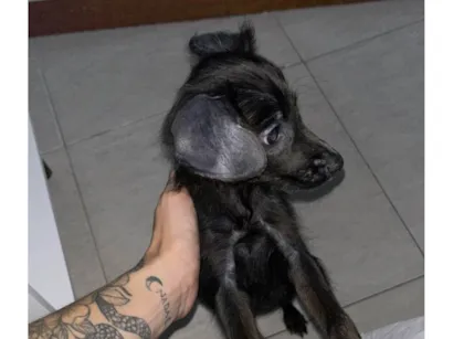 Cachorro raça SRD-ViraLata idade 2 a 6 meses nome Darth Vader 