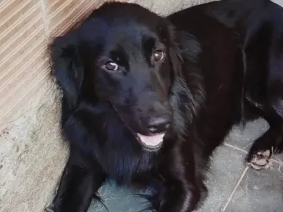 Cachorro raça SRD-ViraLata idade 2 anos nome Bob Para DOAÇÃO em Mesquita RJ 