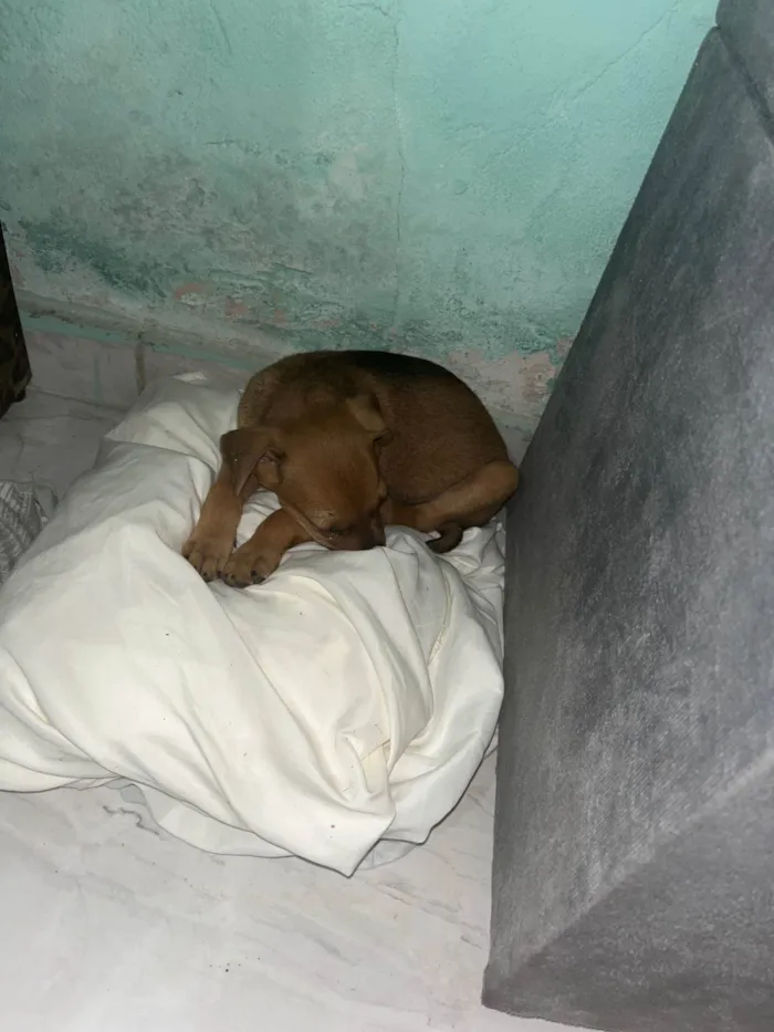 Cachorro ra a SRD-ViraLata idade 2 a 6 meses nome Pluto