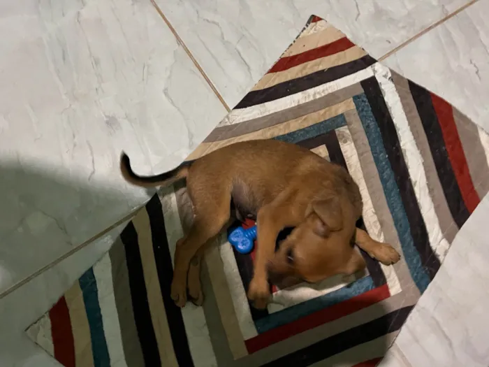 Cachorro ra a SRD-ViraLata idade 2 a 6 meses nome Pluto