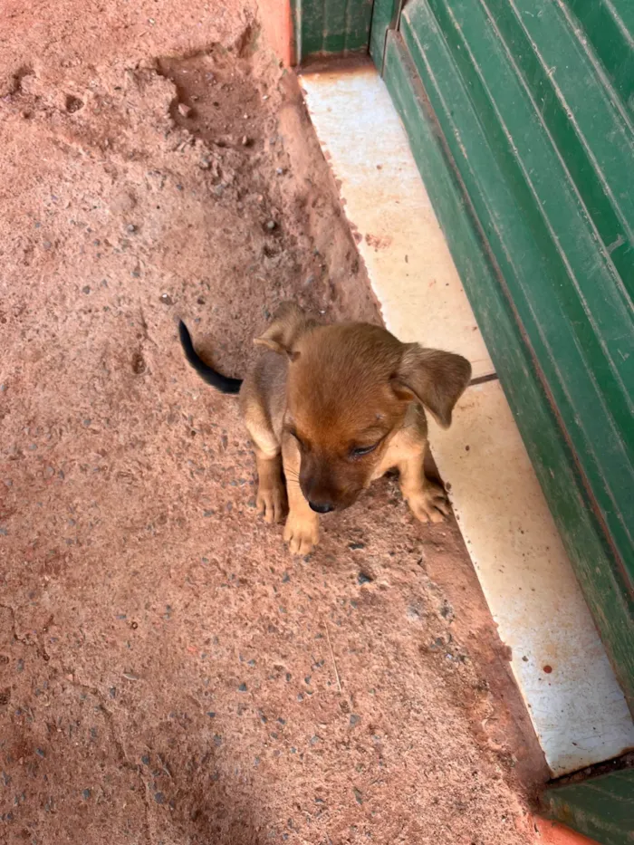 Cachorro ra a SRD-ViraLata idade 2 a 6 meses nome Pluto
