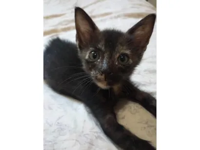 Gato raça SRD-ViraLata idade Abaixo de 2 meses nome Vitória 