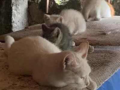 Gato raça SRD-ViraLata idade Abaixo de 2 meses nome SEM NOME