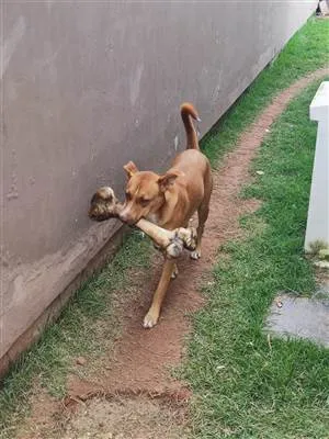Cachorro raça SRD-ViraLata idade 2 anos nome Luna