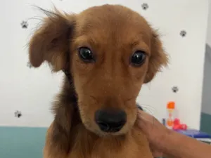 Cachorro raça SRD-ViraLata idade 2 a 6 meses nome Brianna