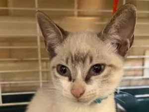 Gato raça SRD-ViraLata idade 2 a 6 meses nome Gatinhos