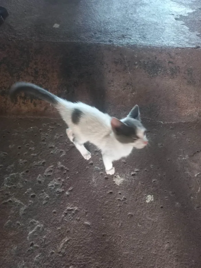 Gato ra a SRD-ViraLata idade Abaixo de 2 meses nome N/a