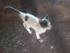 Gato raça SRD-ViraLata idade Abaixo de 2 meses nome N/a