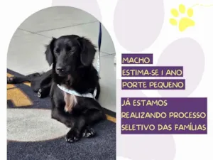 Cachorro raça SRD-ViraLata idade 1 ano nome Toblerone 