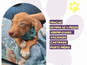 Cachorro raça SRD-ViraLata idade 2 a 6 meses nome Torresmo 