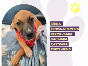 Cachorro raça SRD-ViraLata idade 2 a 6 meses nome Pururuca