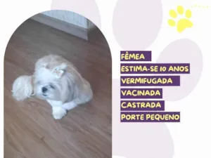 Cachorro raça SRD-ViraLata idade 6 ou mais anos nome Princesa