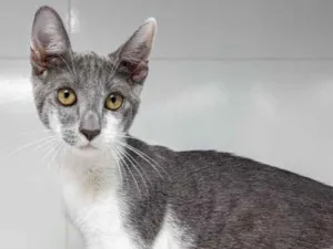 Gato raça SRD-ViraLata idade 2 a 6 meses nome Maldonado